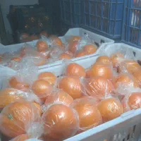 پرتقال انباری درجه۱(فقط شهرستانی زنگ بزنه)