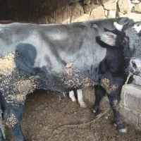 گوساله نر پرواری|حیوانات مزرعه|اندیکا, |دیوار