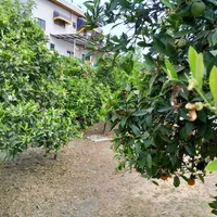 ویلاباغ ۱۰۰۰متر سندتک برگ|فروش خانه و ویلا|آمل, |دیوار