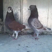 کبوتر نر و ماده