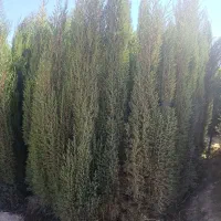 سرو ناز شیراز