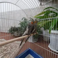 عروس هلندی جفت جوات با قفس