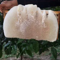 عسل و ژل رویال