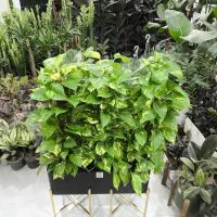 پتوس خزدار زعفرانی یک متری