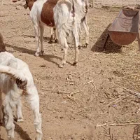 گوسفند|حیوانات مزرعه|بردسکن, |دیوار