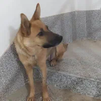 سگ ژرمن ورک ماده شش ماهه|سگ|مبارکه, |دیوار