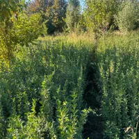 تولید ترون سبز (شمشاد)وسرو ناز و انواع گل و گیاه|خدمات باغبانی و درختکاری|مشکین‌دشت, |دیوار