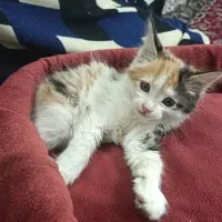 واگذاری بچه گربه ماده|گربه|تهران, والفجر (افسریه)|دیوار