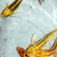 ماهی کوی سوپر باله (باله بلند )