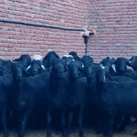 قوچ و بره قوچ قره قزل