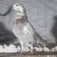 کبوتر پرشی|پرنده|فاضل آباد, |دیوار