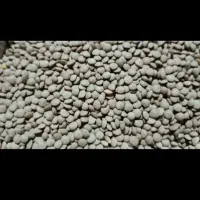 فروش عمده عدس