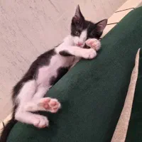 واگذاری گربه|گربه|رشت, حسین آباد|دیوار