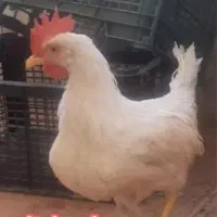 یک عدد خروس سفید سالم ۷ماهه|حیوانات مزرعه|هرند, |دیوار