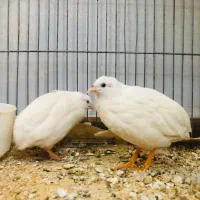 بلدرچین مینیاتوری