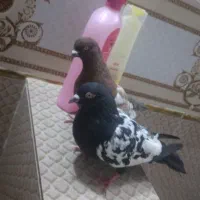 کبوتر سینه نر وماده