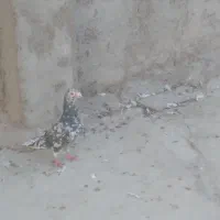 کوهی‌نر|پرنده|اهواز, کوی عابدی|دیوار
