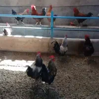 خروس محلی|حیوانات مزرعه|هشتگرد, شهرک وحدت|دیوار