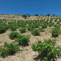 فروش-باغ-انگوری