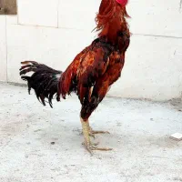 خروس لاری نسل