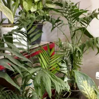 گلفروشی ژوان(کیهانشهر)|گل و گیاه طبیعی|کرمانشاه, |دیوار