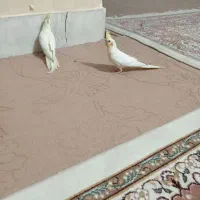 عروس هلندی لوتینو|پرنده|دلیجان, |دیوار