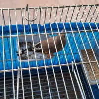 سهره دو رگ جوجه سال|پرنده|اصفهان, جامی|دیوار