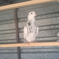 کبوتر طوقی|پرنده|سقز, |دیوار