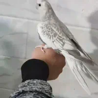 عروس هلندی دستی