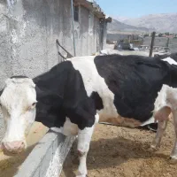 گاو ماده شیری سیمینتال