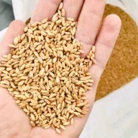 گندم بزری کوهدشت