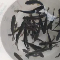 بچه ماهی قزل الا