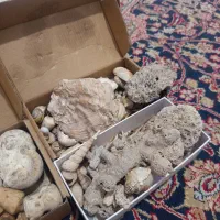 سنگ وصدفهای دریایی