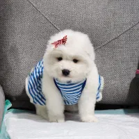 سگ سامویید اوکراینی(مشاوره ی رایگان از روبیکا)