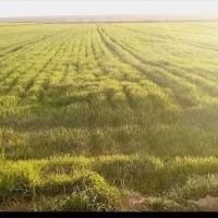زمین کشاورزی زیرکانال ۱هکتارونیم پتک دیناروند|اجارهٔ دفتر صنعتی، کشاورزی، تجاری|دهلران, |دیوار
