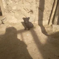 توله بیسدی نر|سگ|اهر, |دیوار