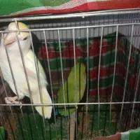 طوطی برزیلی|پرنده|ایذه, |دیوار