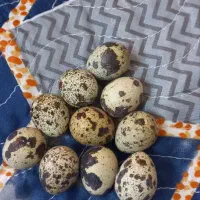 تخم بلدرچین نطفه دار و بلدرچین نر وتخم مرغ محلی