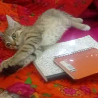 گربه|گربه|زنجان, |دیوار