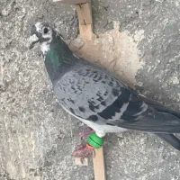 پولکی  ،. قره پولکی ، سبز چینی|پرنده|مشهد, ابوذر|دیوار