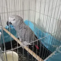 کاسکو ۷ساله نر صحبت کن