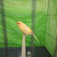 قناری ماده