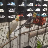 عروس هلندی سخنگو