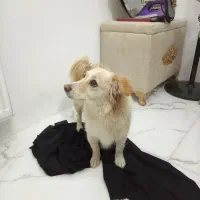 واگذاری پامر اشپیتز