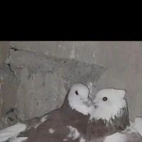 کبوتر|پرنده|گلپایگان, |دیوار