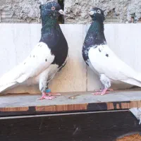 جفت کله ای سیاه