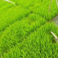 سلام باکس نشا