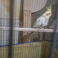 عروس هلندی ماده مرواریدی