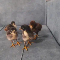 جوجه لاری|حیوانات مزرعه|رشت, تازه آباد|دیوار