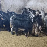 بزوکولار کهره دار